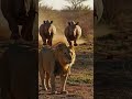 Lion in Danger! A Rhino Is Coming From Behind!
