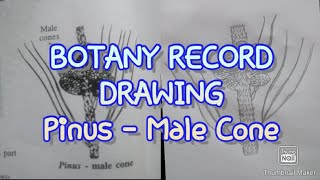 BOTANY RECORD DRAWING Pinus - Male Cone
