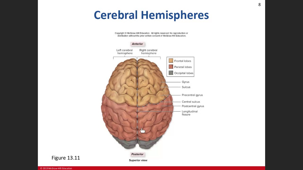 Day 18: Brain Chapter 13 Lecture 03/11/21 Part 1