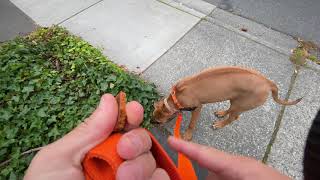 Ruby Leash Manners