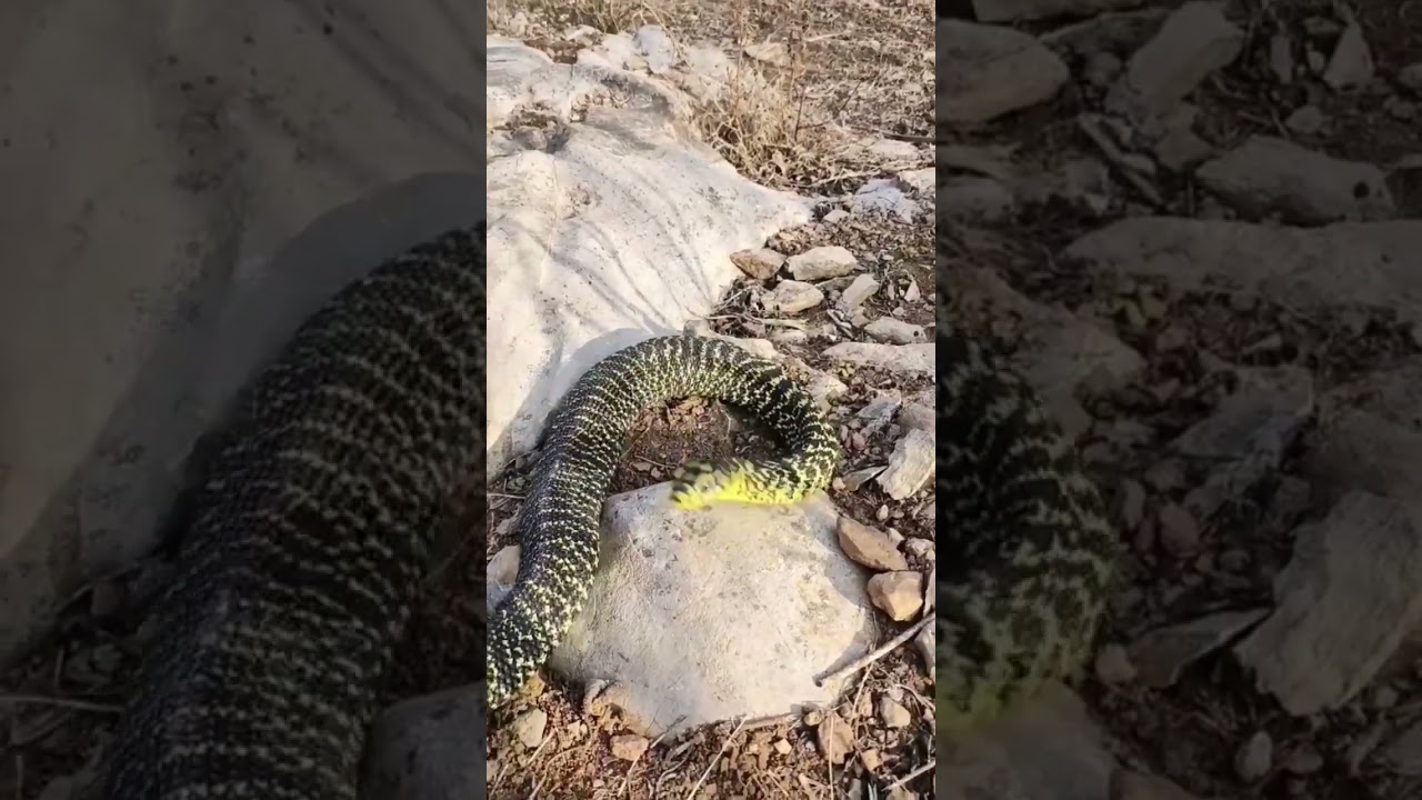 big black yellow mamba