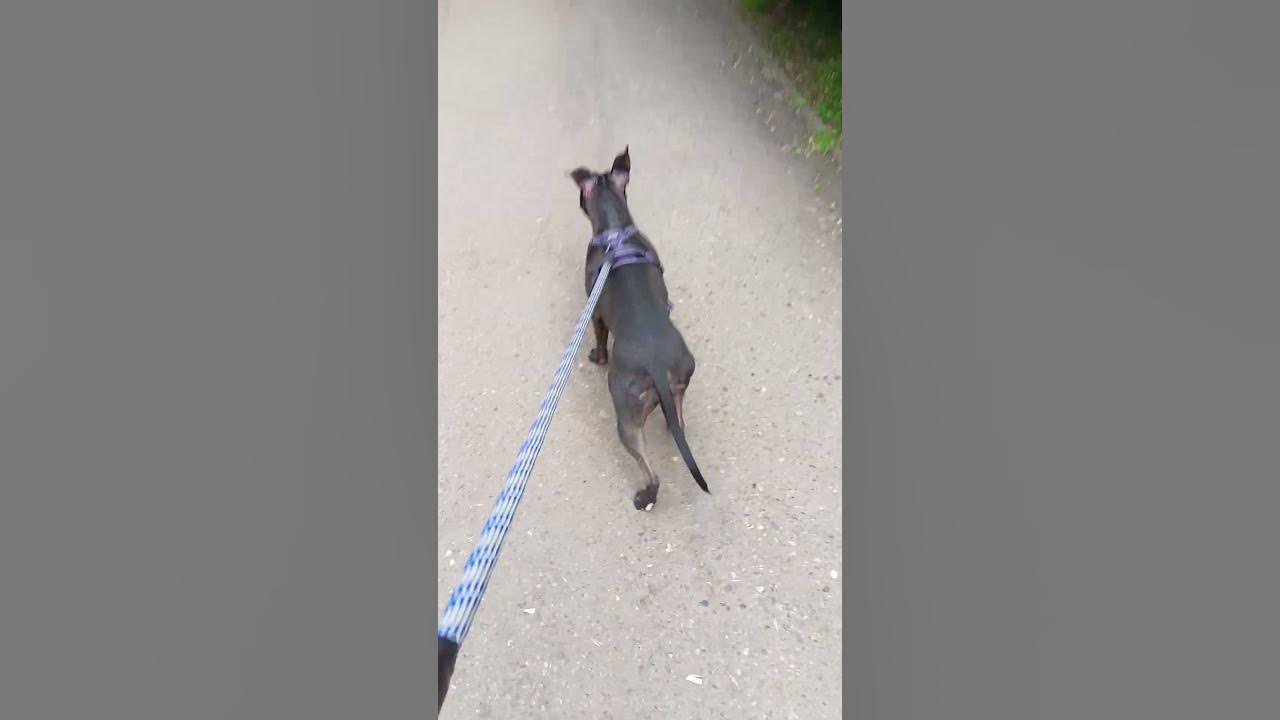 Утренняя зарядка) #доброеутро #собака #радость - YouTube