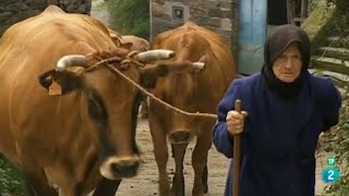 Cuadernos de Paso: CUADERNOS DE LOS OSCOS (2009) | Comarca de los Oscos, Asturias | Documental Tve