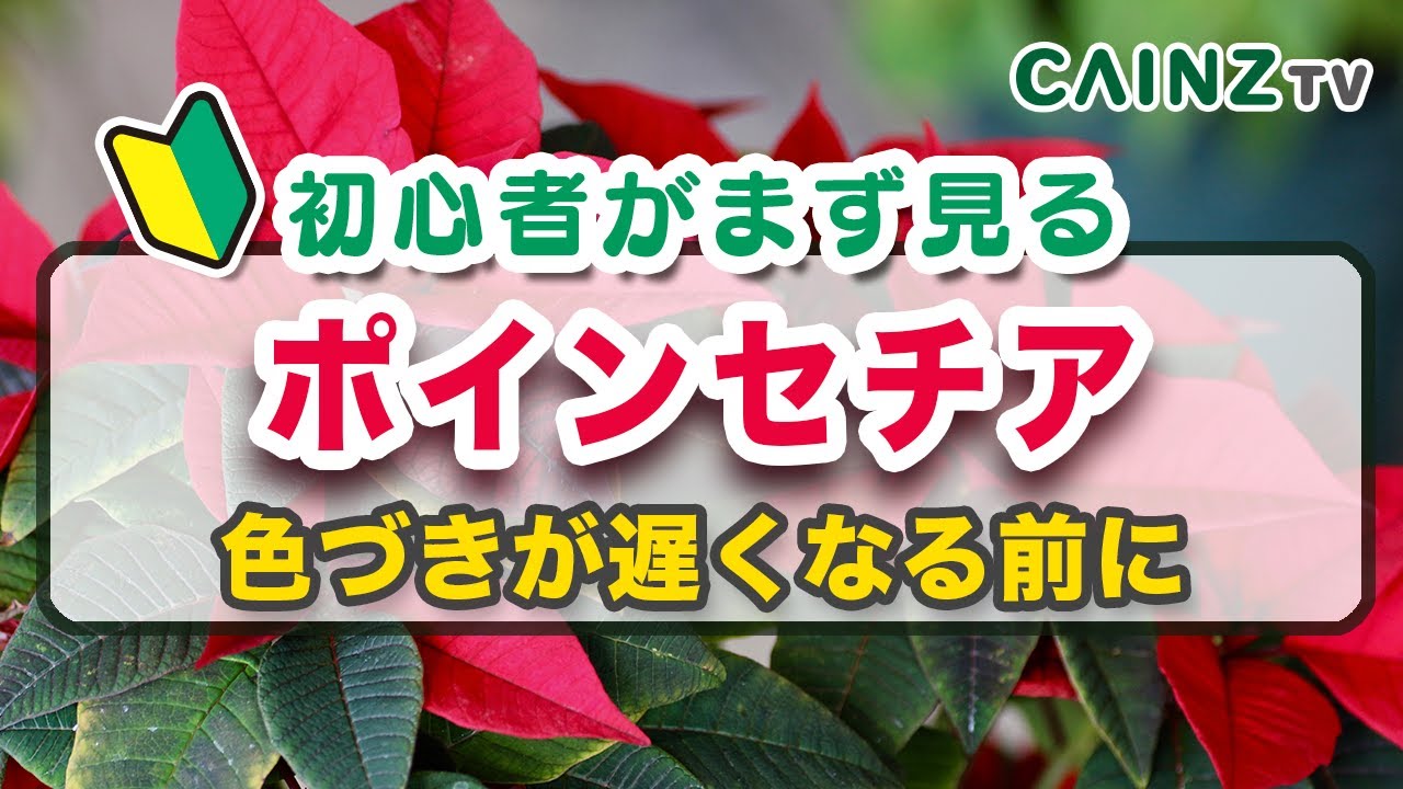 ポインセチアの育て方｜カインズ園芸 - YouTube