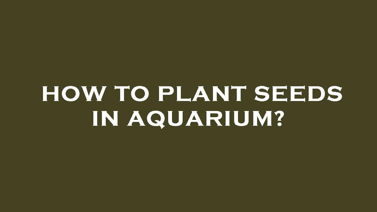 How to plant seeds in aquarium? YouTube