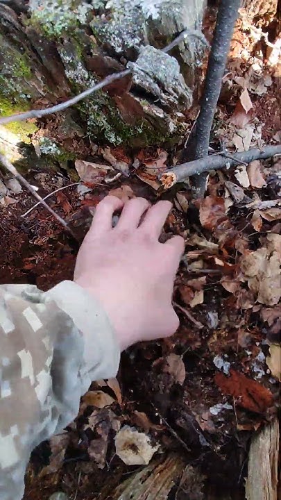 «Плодородный слой земли». Как создать экосистему, получать богатые ...
