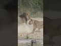 😮 #lion #lion #lionnation #wildlife
