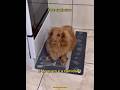 pov: cachorros #pov #cachorros #edit #short #shorts #humor