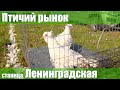 Птичий рынок. Ленинградская. [10.07.2022]