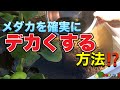 【メダカ】【ビオトープ】【biotope】メダカを確実に、デカくする方法とは⁉️