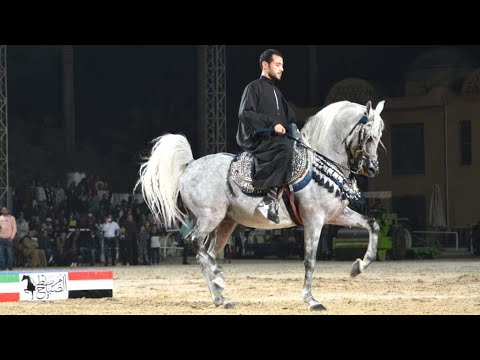 عدنان الصباح و محمد مدحت البيطار بطولة مصر الدولية لأدب الخيول العربية