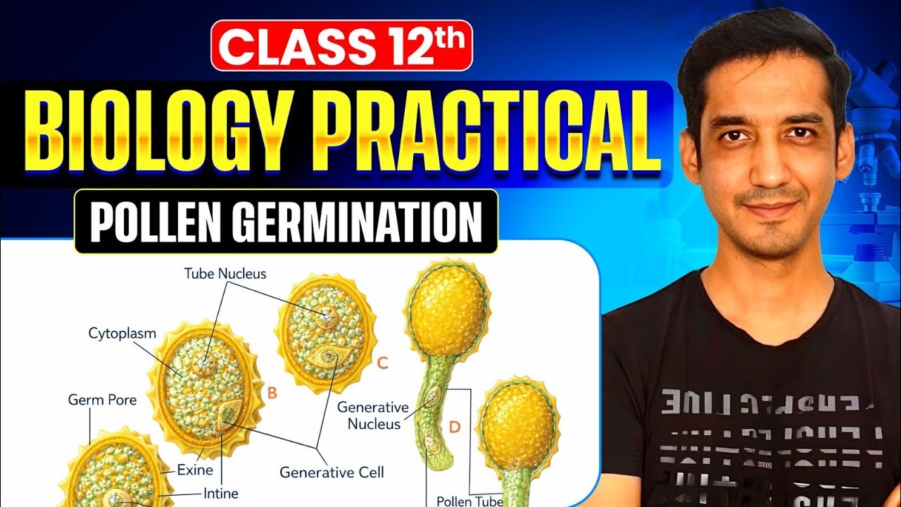 Prepare a Temporary Mount to observe Pollen Germination | Biology Practical | Class 12th