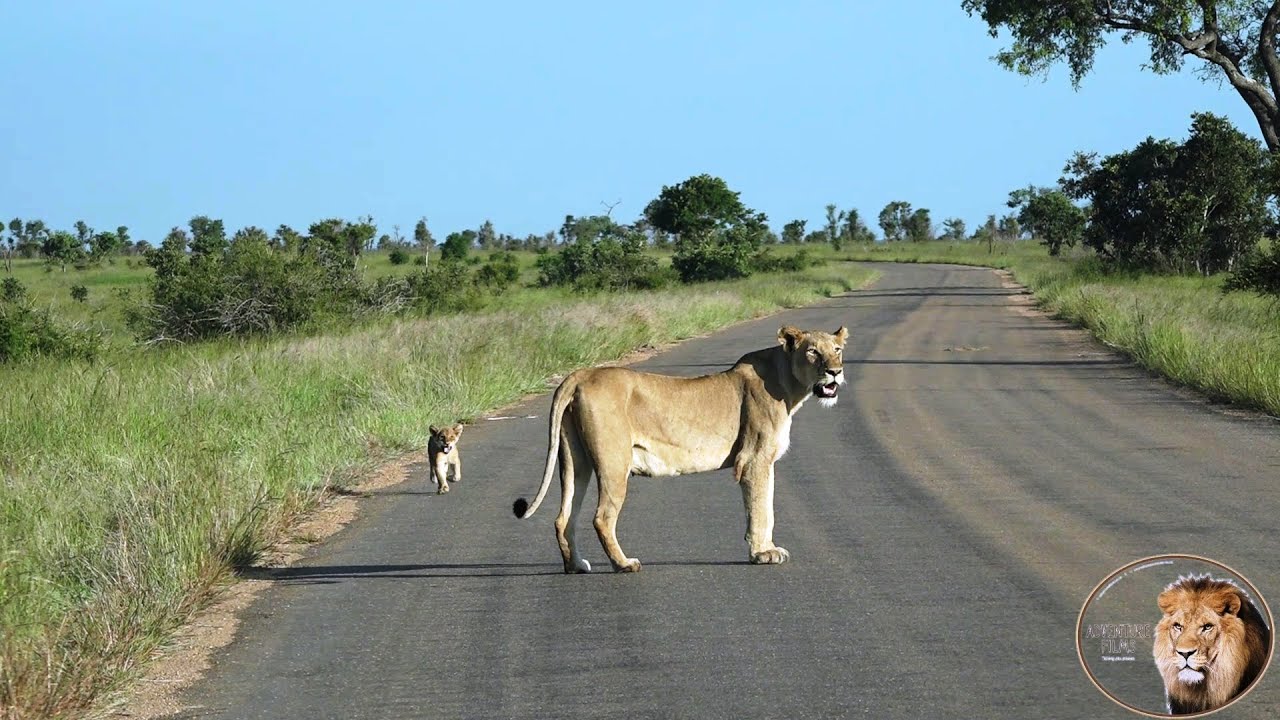 In Search of Casper the White Lion’s Lost Cub: A Lioness’s Beautiful Quest – Video