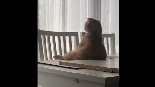 Window Watching Is How This Kitty Loves To Spend Her Day