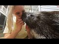 Дикобразы в зимнем доме. Porcupines as pets.