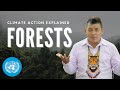 How do forests help fight climate change  climate action explained  undp  united nations