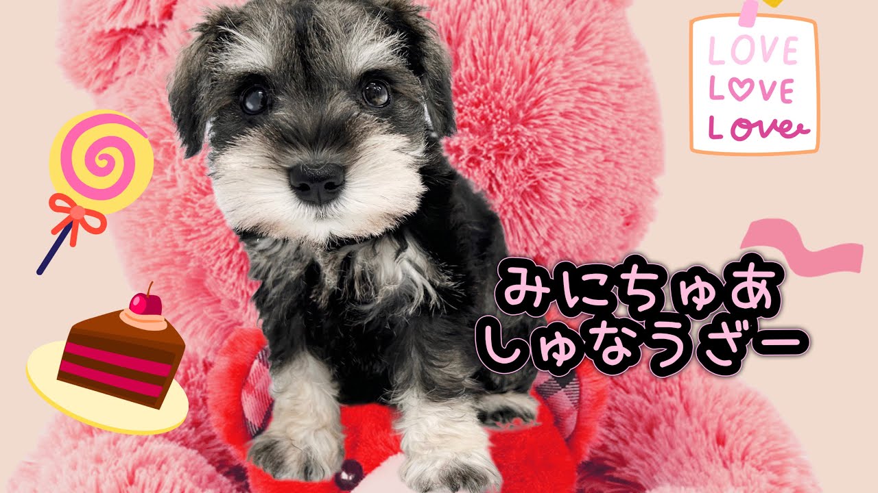 売れました　ふあふあ❤シュナウザー 2023.10.20撮影】初めてのお部屋探索！ベッドの上から動かずマイペース