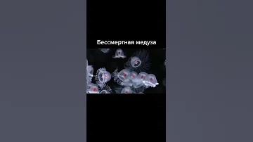 Интересные факты. Бессмертная медуза #shorts