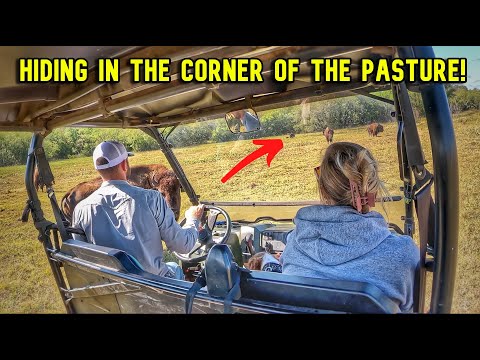 Herd Check Turns Into a NEW Discovery!