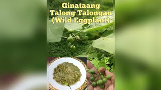 Ginataang Talong Talongan - Turkey Berry - Wild Eggplant - Nakatikim ka na ba nito?