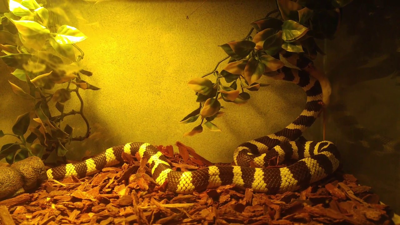 camera iphone 8 plus apk California king snake