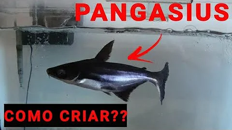 Como criar pangasius em aquário?