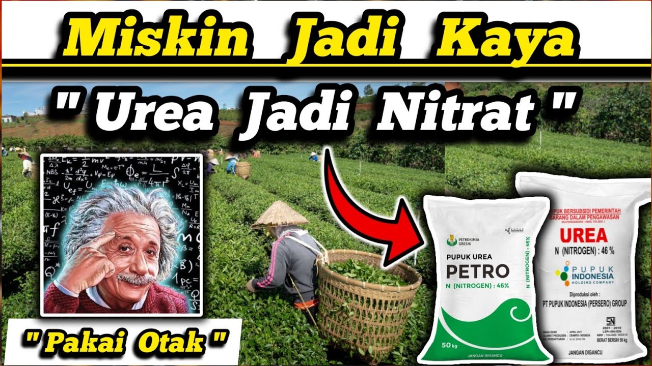 🇮🇩 Petani Harus Cerdas 🇮🇩 Pupuk Urea Bisa Di Ubah Jadi Pupuk Nitrat & Pupuk Amonium‼️#pupuk #petani