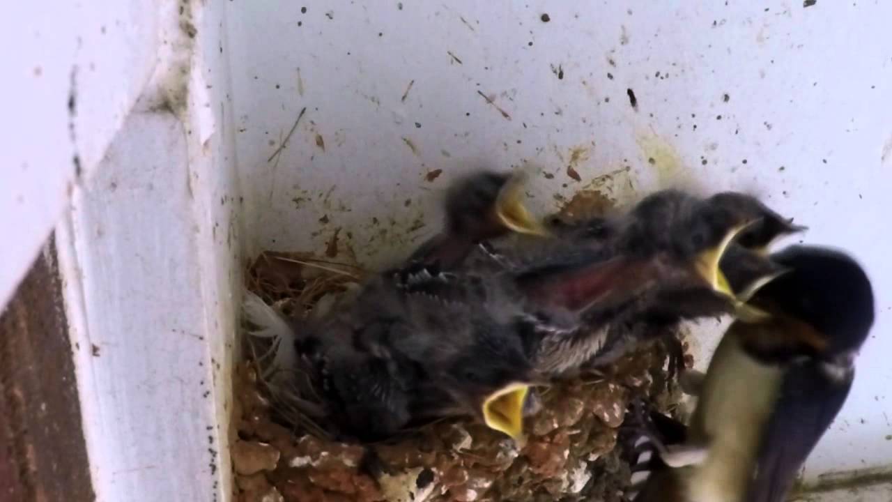 Baby Barn Swallow Feeding Time Youtube