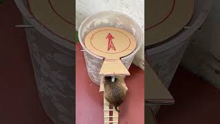 Best Mouse Trap Ideabest Mousetrap With Cardboard