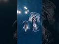 Dolfin swmming shorts viral