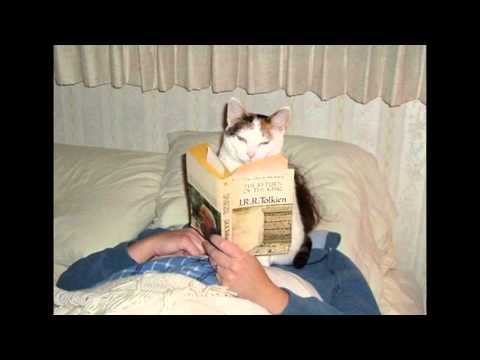 Video: Tegn På Tyggegummisygdom Hos Katte
