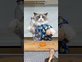 MEONG BIKIN KEMBALI TELUR 😂 @ThatLittlePuff #shorts #feedshorts #remix