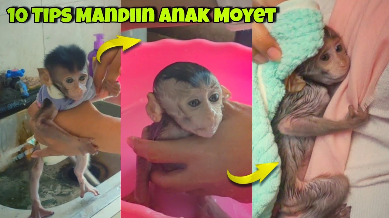 Ternyata Begini Tips Memandikan Anak Monyet Agar Cepat Bonding