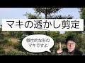マキの透かし剪定【12月】刈り込み仕立てを透かし剪定にしました。