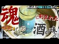 アオリイカは締めたら秒で食え