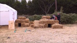 Barn Hunt! Featuring 'Chockie' at Teamworks Dog Training