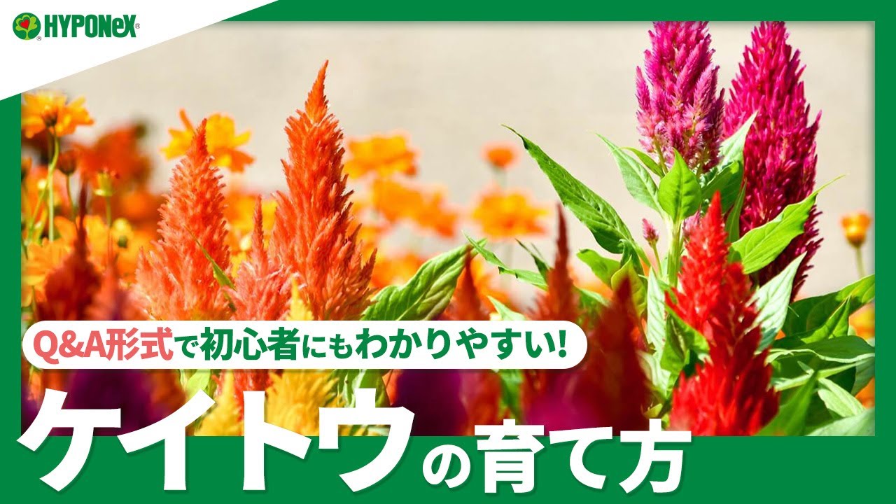 鮮やかな色と独特の形が魅力 ケイトウをお庭で育てよう 植物とあなたをつなぐplantia