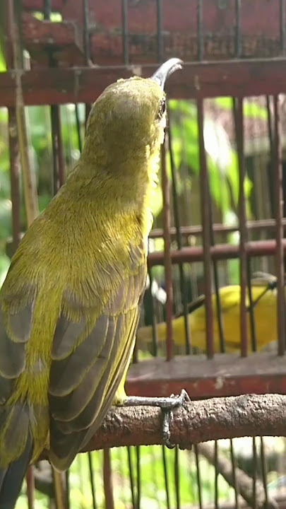 PANCINGAN SOGON AGAR BUNYI