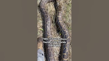 We found TWO 17-foot invasive Burmese Pythons in the Florida Everglades! Major win for the natives!