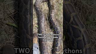We found TWO 17-foot invasive Burmese Pythons in the Florida Everglades! Major win for the natives!