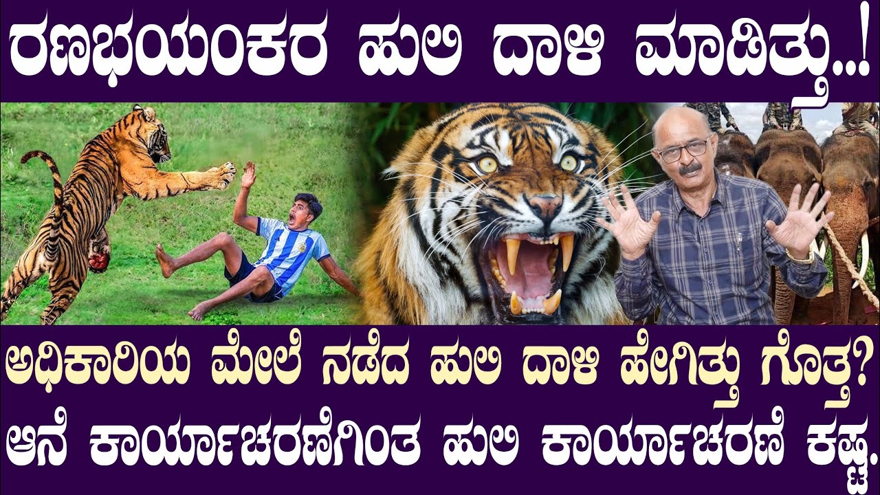 ರಣಭಯಂಕರ ಹುಲಿ ದಾಳಿ ಮಾಡಿತ್ತು..! ಹುಲಿ ದಾಳಿ ಹೇಗಿತ್ತು ಗೊತ್ತ? || Paaregadde Studio ||