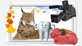 видео: Хуньчунь / Гостиница И Цзин обзор / Ставлю зуб / Снимаем сюжет для яньбянького тв / 10.10.24 3 серия картинка: Хуньчунь / Гостиница И Цзин обзор / Ставлю зуб / Снимаем сюжет для яньбянького тв / 10.10.24 3 серия