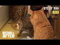 Every Day Is War For These Cats But It Turns Out… *Shocking Twist | Before &amp; After Makeover Ep 64