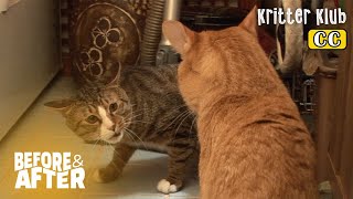 Every Day Is War For These Cats But It Turns Out… *Shocking Twist | Before & After Makeover Ep 64
