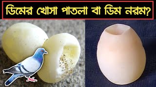 কবুতর পাতলা বা নরম খোসার ডিম পাড়ে? তাহলে এখনি দেখে নিন এই ভিডিও | ExistBD screenshot 5