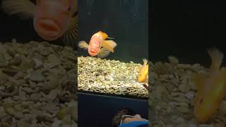 Youtube Shorts Рыбки защищают потомство...