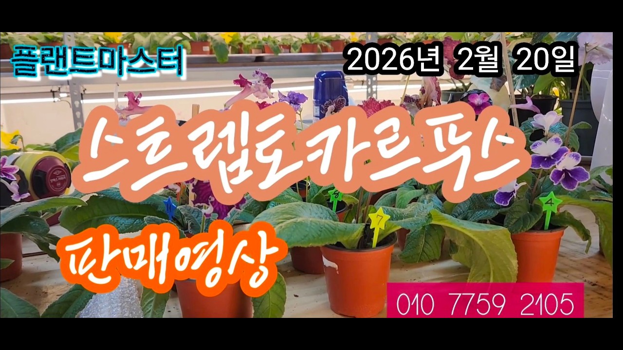 스트렙토카르푸스 판매영상 입니다 탄탄한 개체들이어서 만족하실것입니다