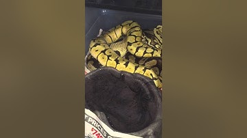 Ball python breeding 2015