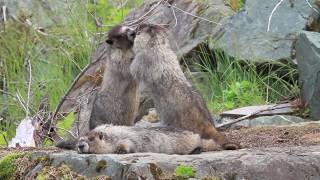 marmots family animals furry cute funny moments
