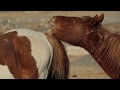 Wild free roaming mustangs in Nevada